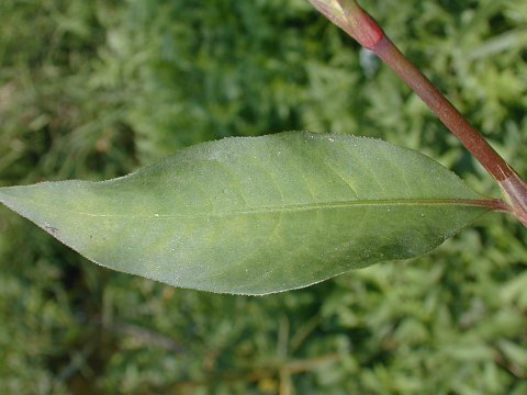 Leaf-of-Arsesmart-plant