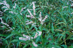 Arsesmart-plant-growing-wild