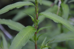 Arsesmart-plant