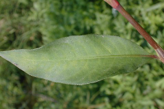 Leaf-of-Arsesmart-plant