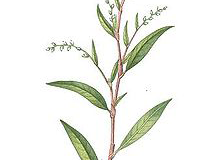 Plant-Illustration-of-Arsesmart