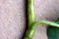 Stem-of-Arsesmart-plant