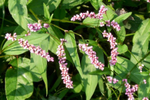 Flowers-of-Arsesmart-plant