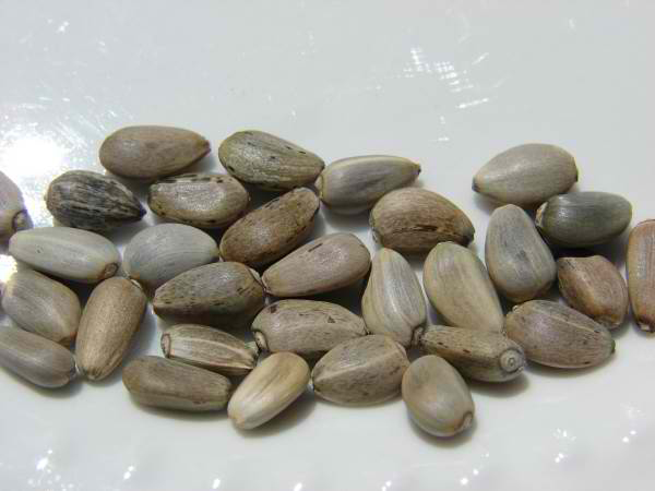 Seeds-of-Artichoke