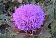 Close-up-flower-of-Artichoke