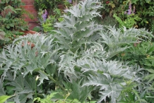 Leaves-of-Artichoke
