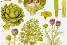 Plant-illustration-of-Artichoke