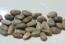 Seeds-of-Artichoke