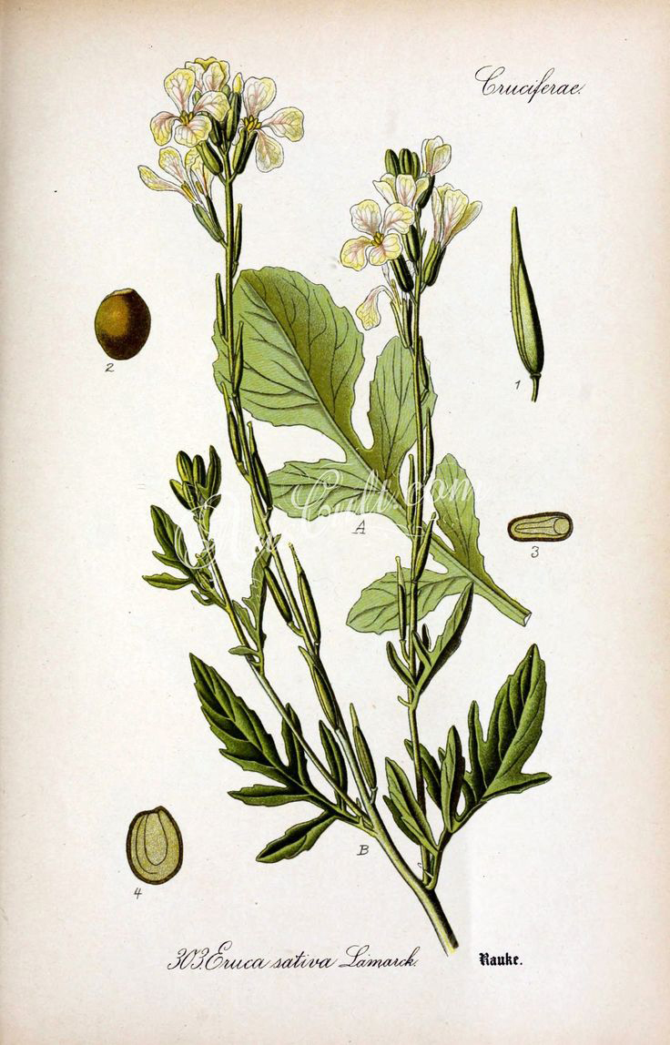 Plant-illustration-of-Arugula