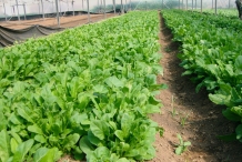 Arugula-farm
