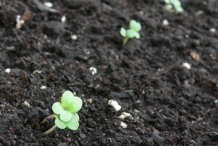 Arugula-seedlings