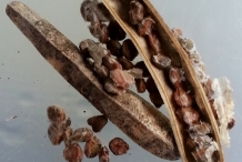 Arugula-seeds