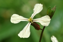 Close-up-flower-of-Arugula