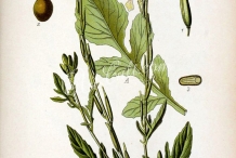 Plant-illustration-of-Arugula