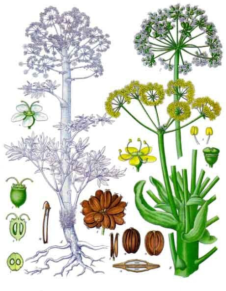 Asafoetida-plant-illustration