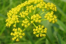 Asafoetida-flower