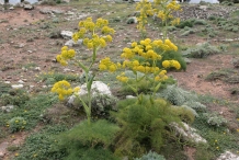 Asafoetida-plant