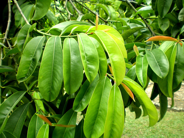 Asam-gelugur-leaves