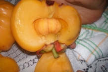 Asam-gelugur-cut