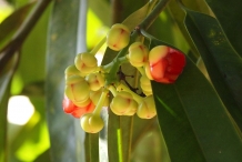 Asam-gelugur-flower-bud