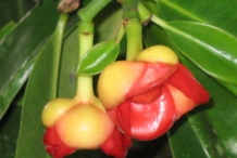 Asam-gelugur-flower
