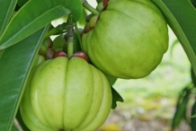 Asam-gelugur-green
