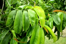 Asam-gelugur-leaves