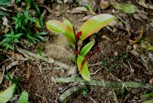 Asam-gelugur-seedlings