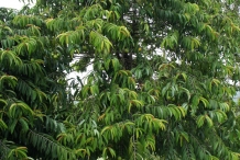 Asam-gelugur-tree