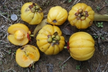 Asam-gelugur-yellow