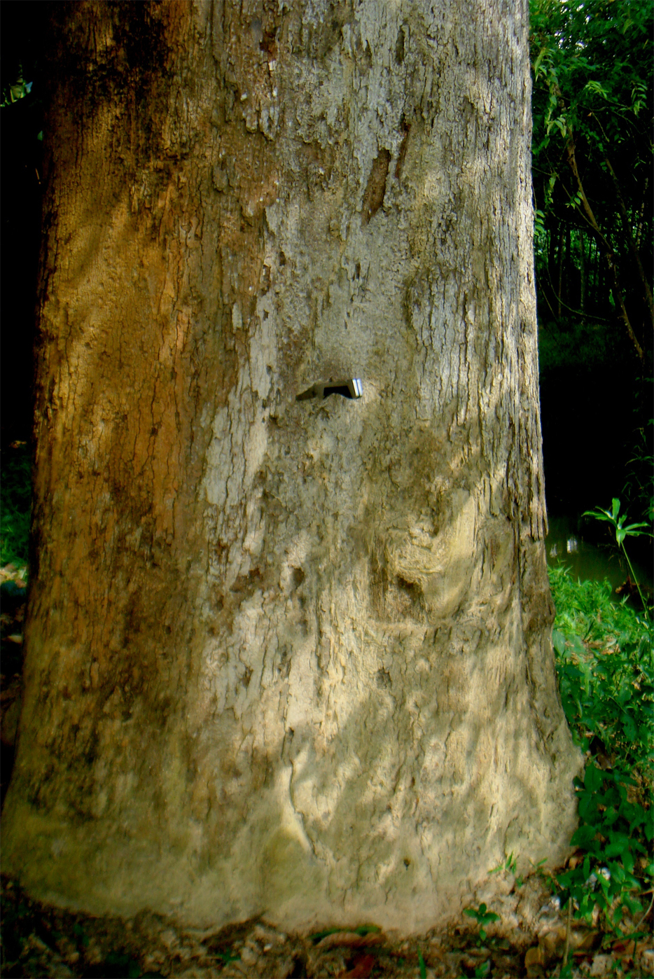 Asam-Kumbang-trunk