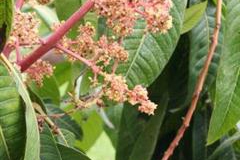 Asam-Kumbang-flowers