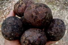Asam-Kumbang-fruits