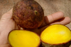 Asam-Kumbang-half-cut