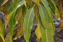 Asam-Kumbang-leaves