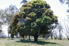 Asam-Kumbang-tree