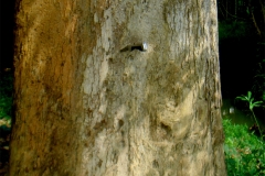 Asam-Kumbang-trunk
