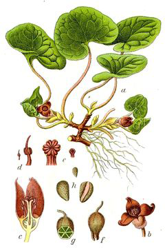 Asarabacca-plant-Illustrations