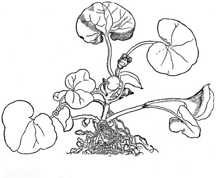 Asarabacca-plant-Sketch