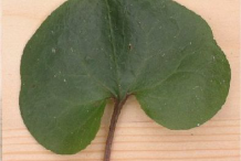 Asarabacca-Leaf