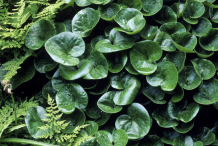 Asarabacca-bushes