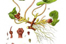 Asarabacca-plant-Illustrations