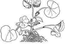 Asarabacca-plant-Sketch