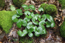 Asarabacca-plant