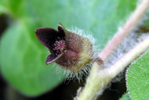 Single-flower-in-Asarabacca-plant