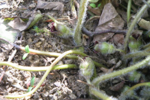 Stem-of-Asarabacca-plant