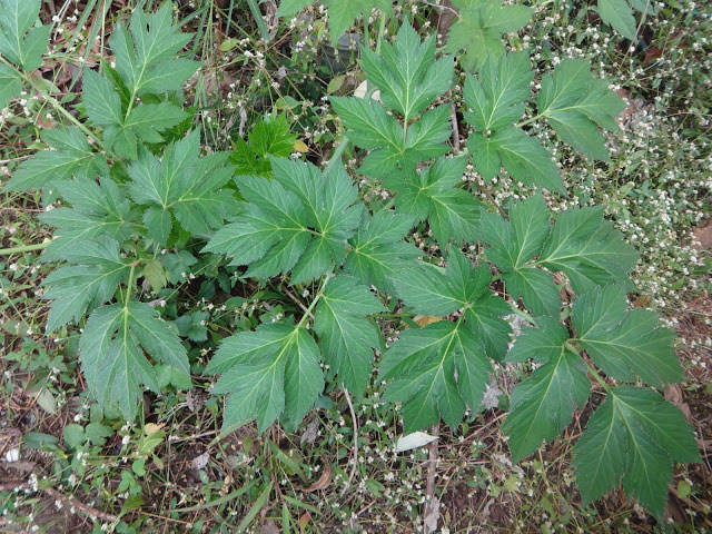 Leaves-of-Ashitaba