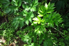 Ashitaba-growing-wild