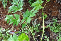 Ashitaba-plant