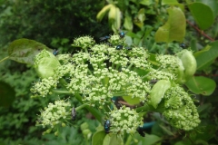 Closer-view-of-flower-of-Ashitaba